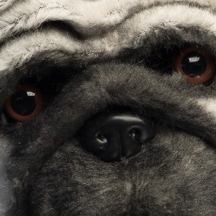 Zwart Witte Masker Mops Hond