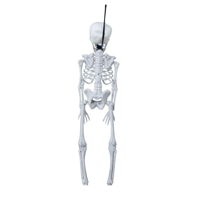 Halloween Skelett 40cm