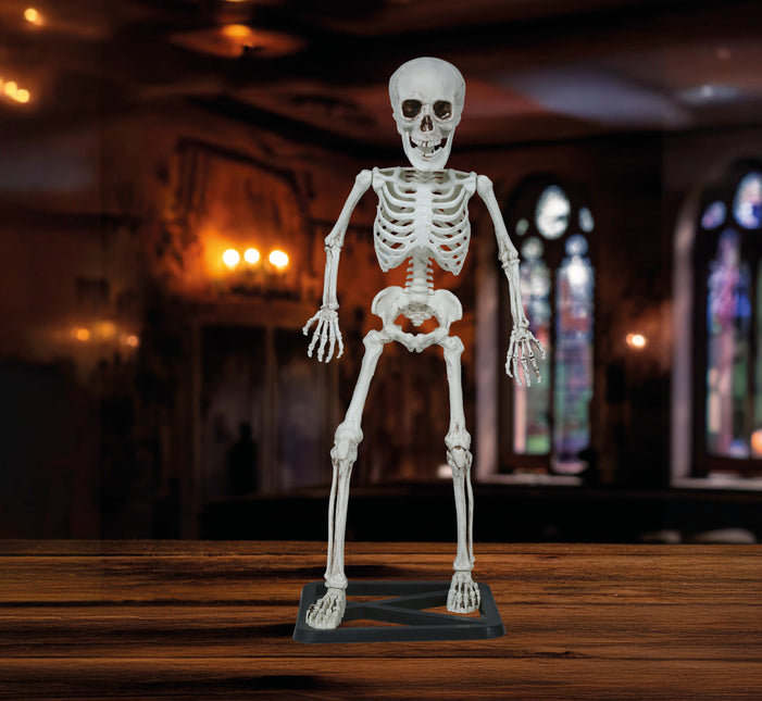 Halloween Skelett 55cm