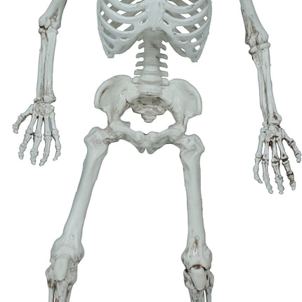 Halloween Skelett 55cm