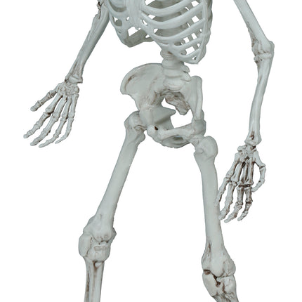 Halloween Skelett 55cm