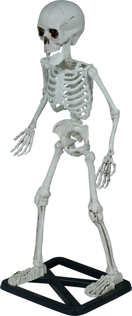 Halloween Skelett 55cm