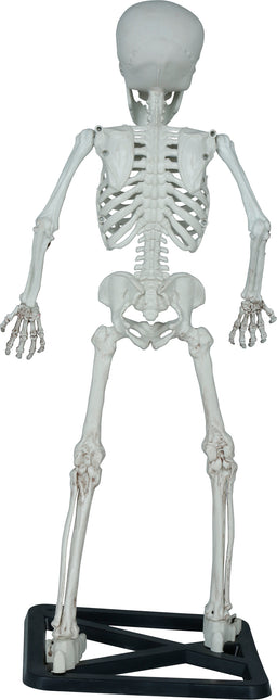 Halloween Skelett 55cm