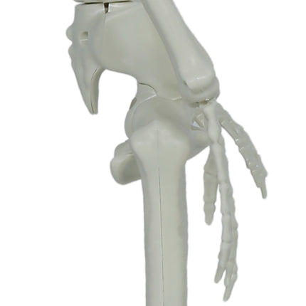 Bewegliches Halloween-Skelett