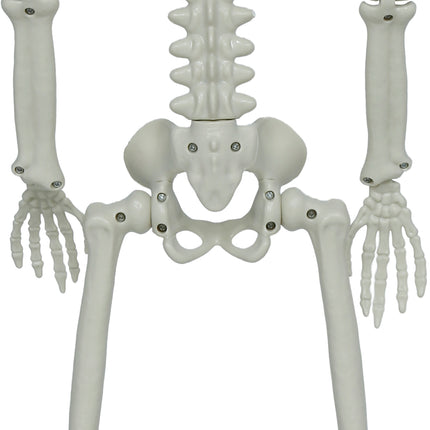 Bewegliches Halloween-Skelett