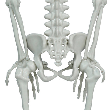 Halloween Skelet Hangend Groot Hoofd 40cm