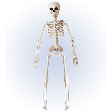 Halloween Skelett Beige 40cm