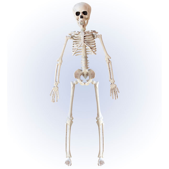 Halloween Skelett Beige 40cm
