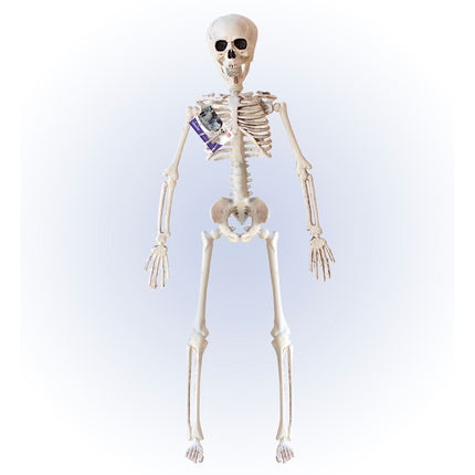 Halloween Skelett Beige 40cm