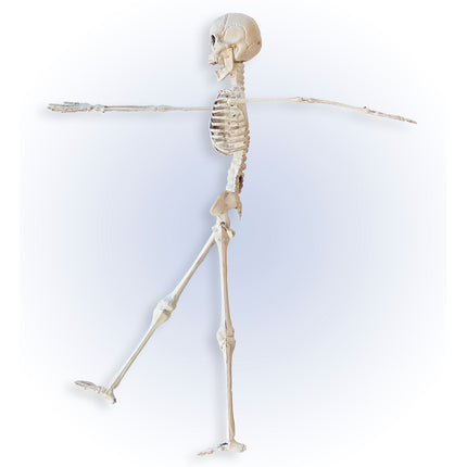 Halloween Skelett Beige 40cm