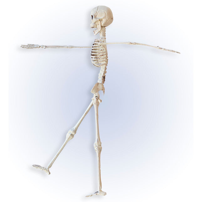 Halloween Skelett Beige 40cm