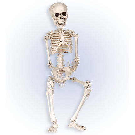 Halloween Skelett Weiß 50cm
