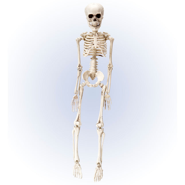 Halloween Skelett Weiß 50cm