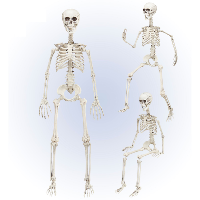 Halloween Skelett Beweglich 90cm
