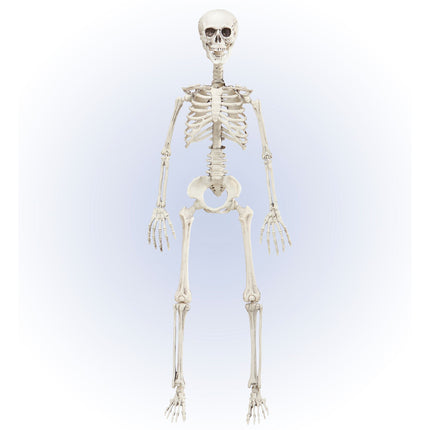 Halloween Skelett Beweglich 90cm