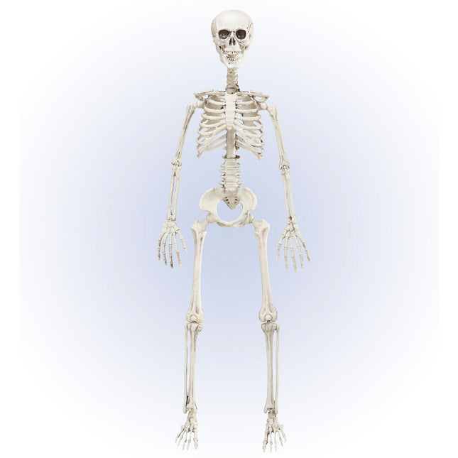 Halloween Skelett Beweglich 90cm