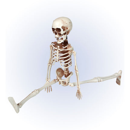 Halloween Skelett beweglich 40cm