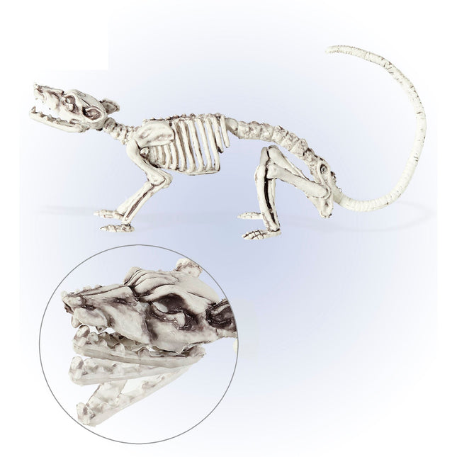 Halloween Skelett Ratte