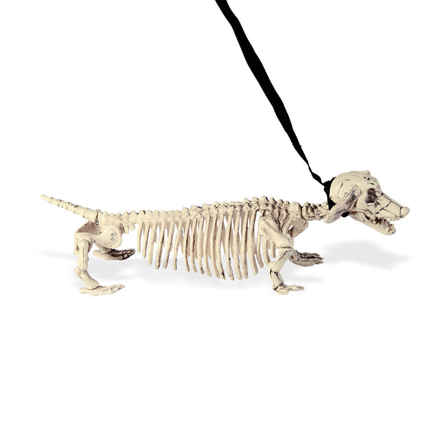 Halloween Skelett Tekkel mit Gürtel
