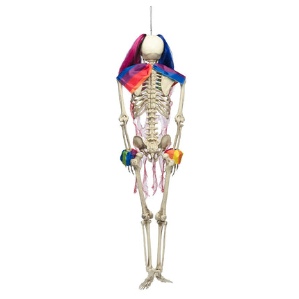Halloween Skelett Zirkus