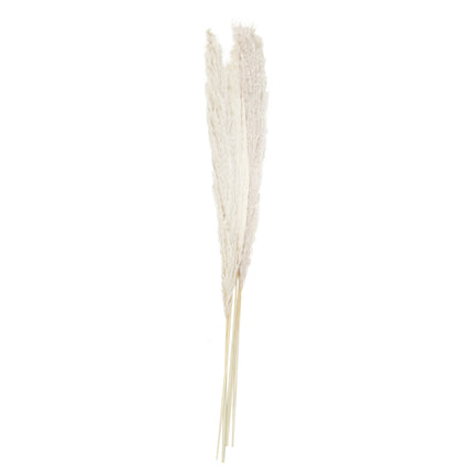 Trockenblumen 90cm 5Stk