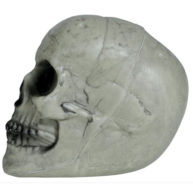 Halloween Schedel Wit 20cm - Partywinkel - 8434077249352