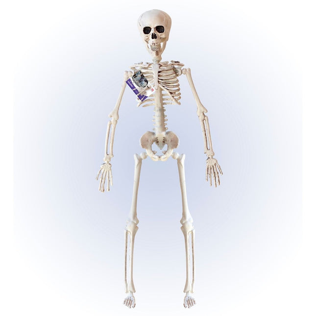 Halloween Skelet Beige 40cm van Widmann koop je bij Partywinkel