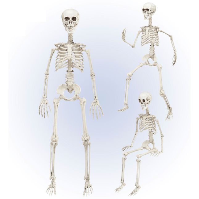 Halloween Skelet Beweegbaar 90cm van Widmann koop je bij Partywinkel