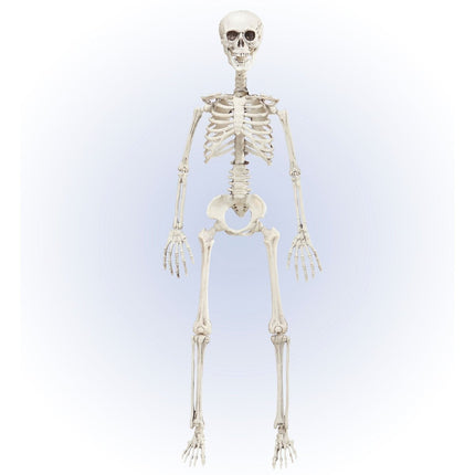 Halloween Skelet Beweegbaar 90cm van Widmann koop je bij Partywinkel