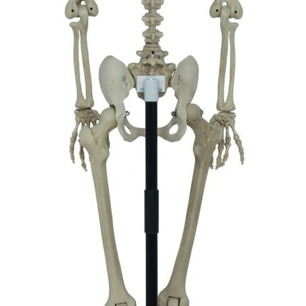 Halloween Skelet Op Standaard 1,55m van Fiestas Guirca koop je bij Partywinkel