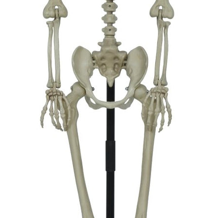 Halloween Skelet Op Standaard 1,55m van Fiestas Guirca koop je bij Partywinkel
